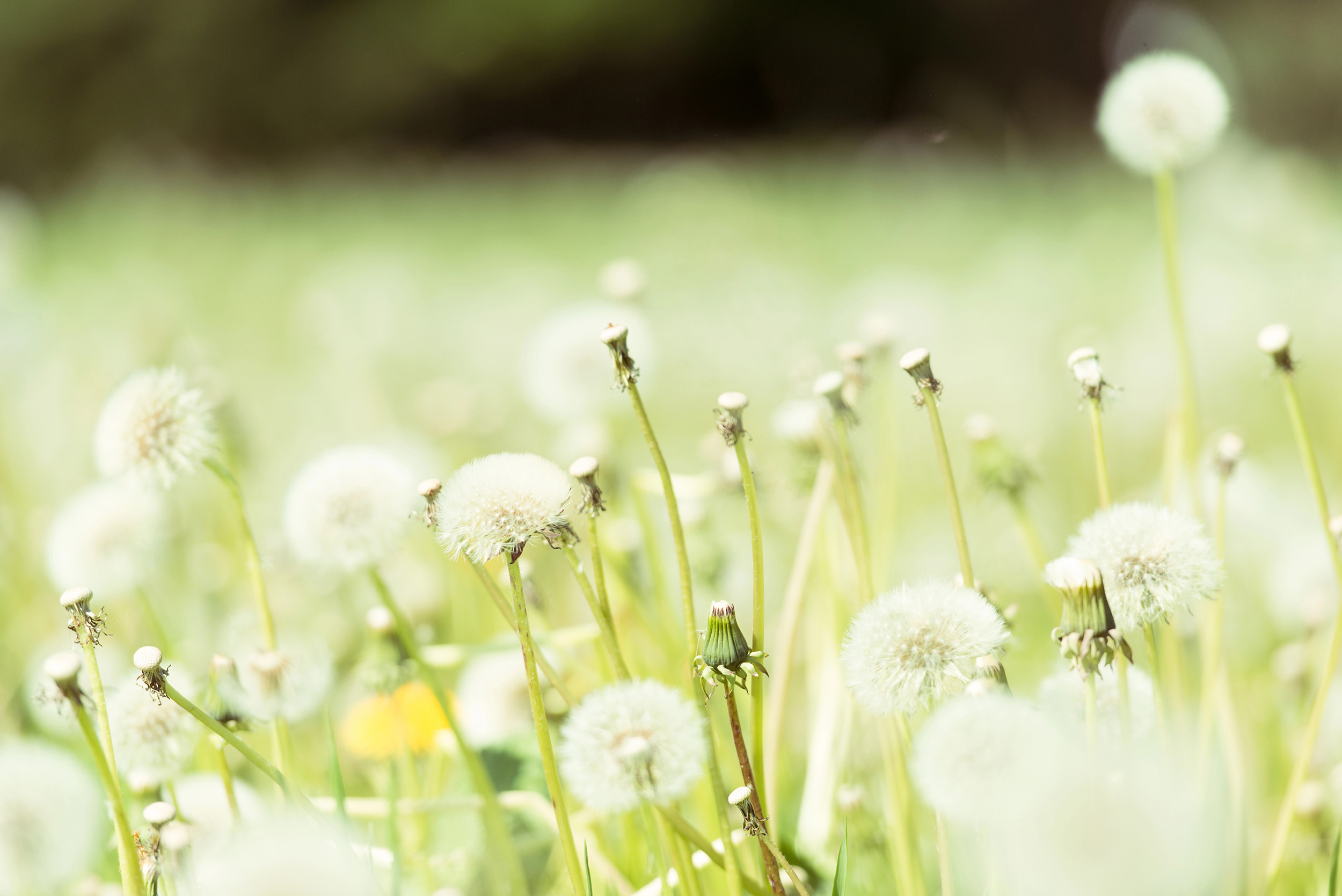 Paardebloem-31